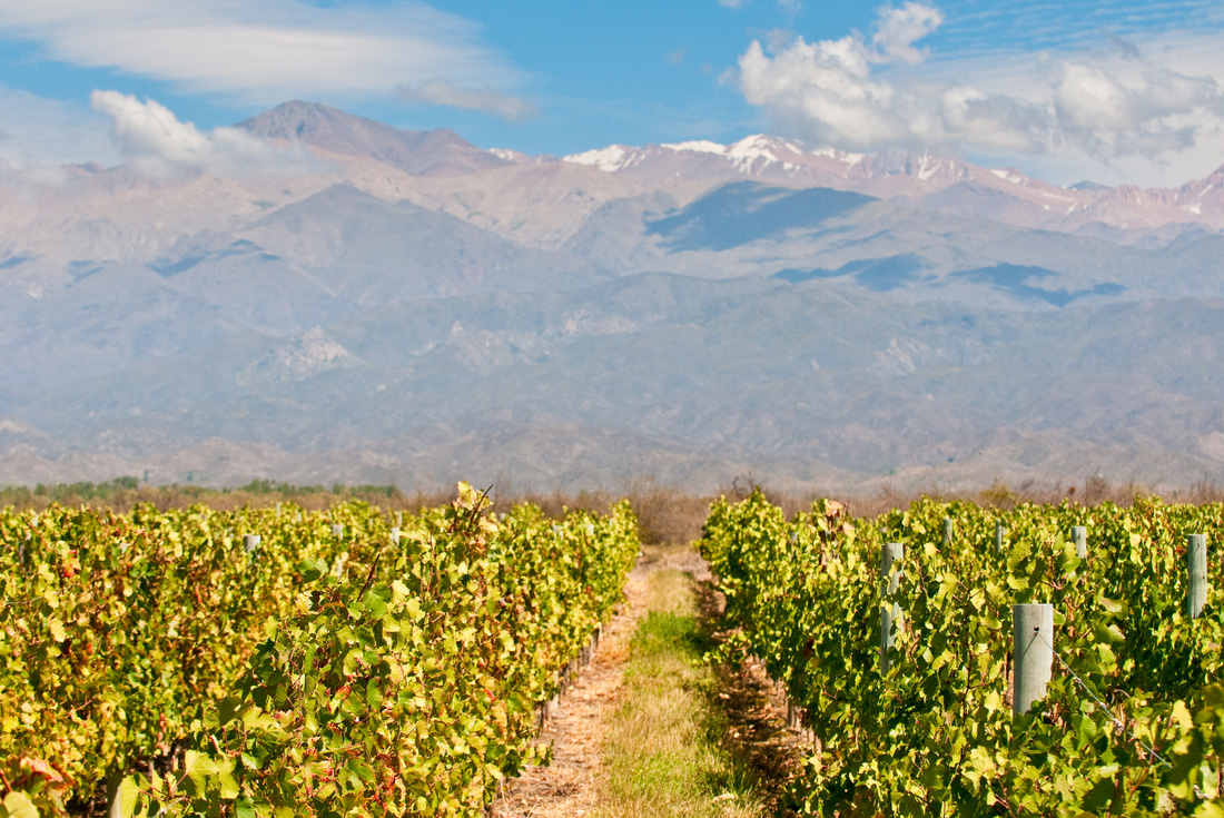 Peregrine Adventures argentina mendoza vineyard mountains green