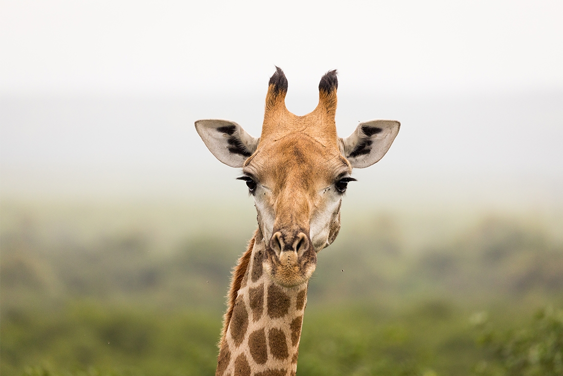 Zimbabwe, kruger national park, giraffe close landscape
