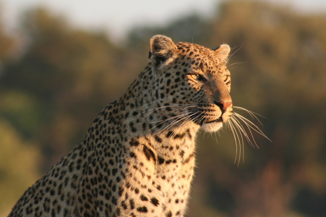 botswana okavango delta leopard watch