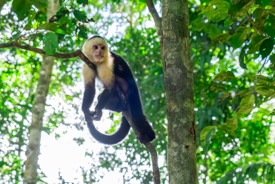 Monkey sits on branch in Manuel Antonio National Park