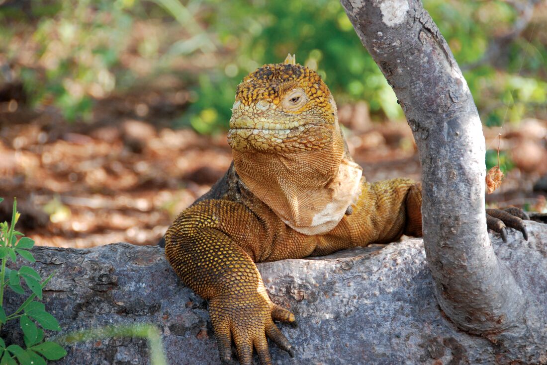 galapagos_land-iguana_closeup