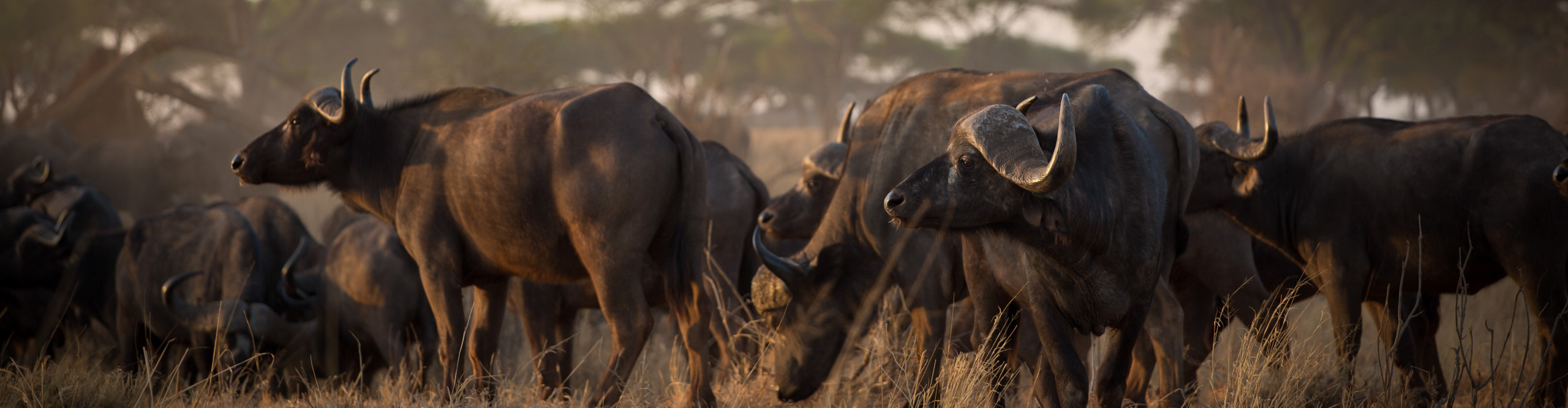 Water buffalo taking in the morning light in the long grass on the Ivory Coast 