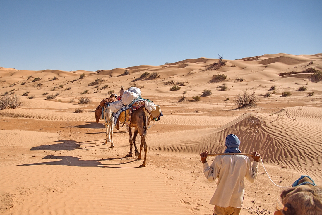 Guide leading a camel in the Sahara Desert, Douz, Tunisia