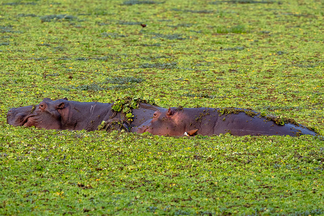 Two hippos swimming amongst water cabbage in South Luangwa, Zambia.