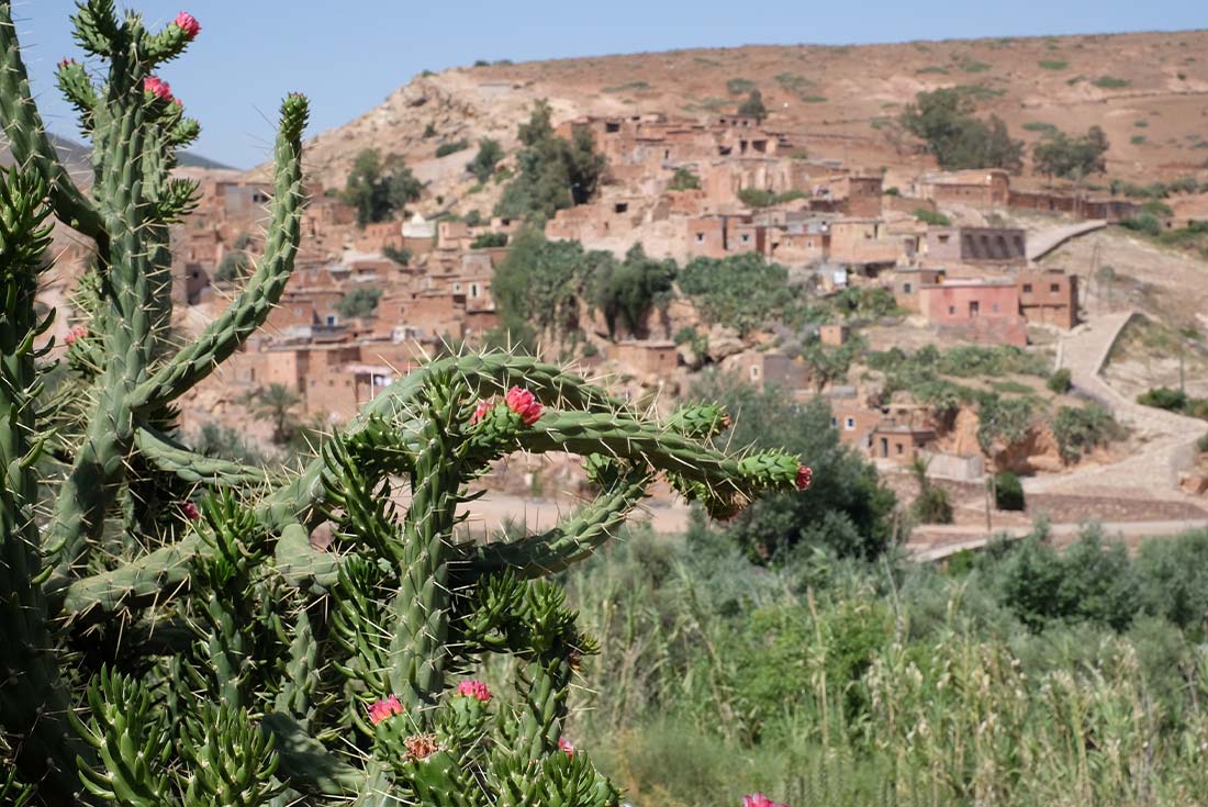Closeup of Cacti and houses in the High Atlas Mountains in Morocco