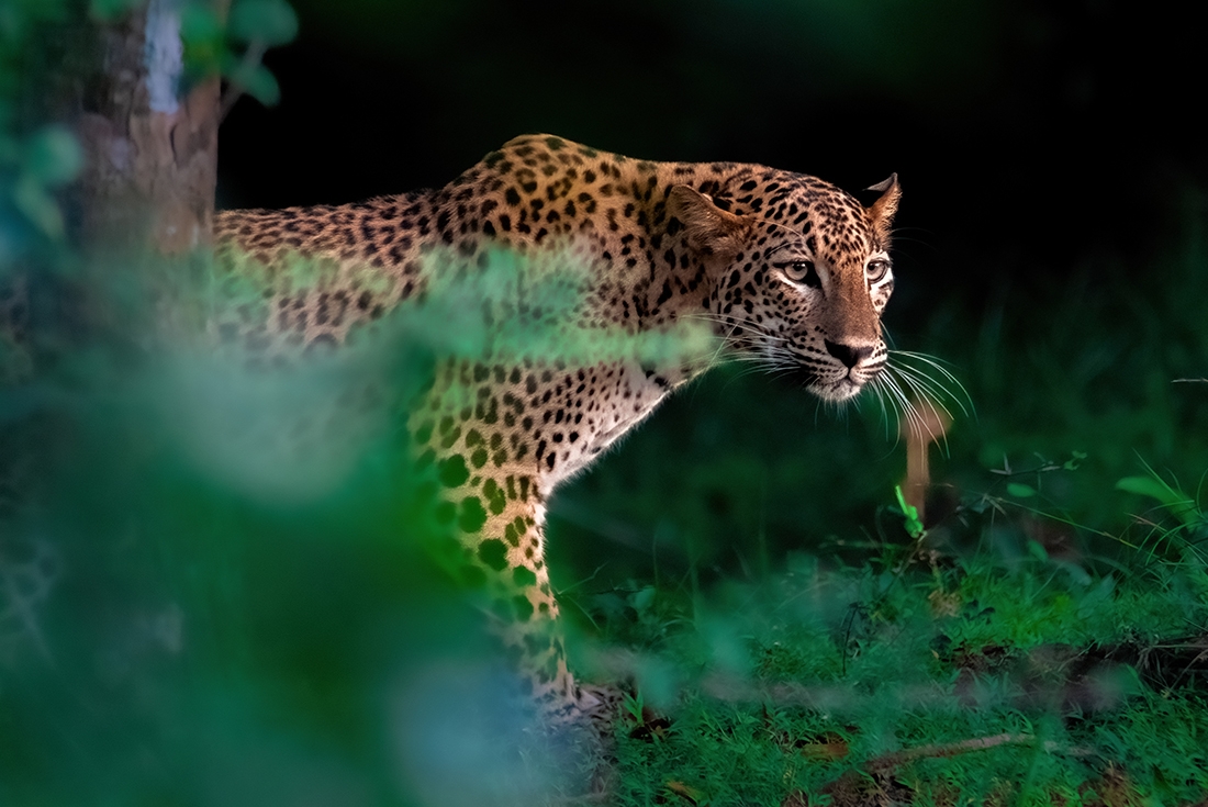 A Sri Lankan Leopard peering out of the forest in Wilpattu National Park