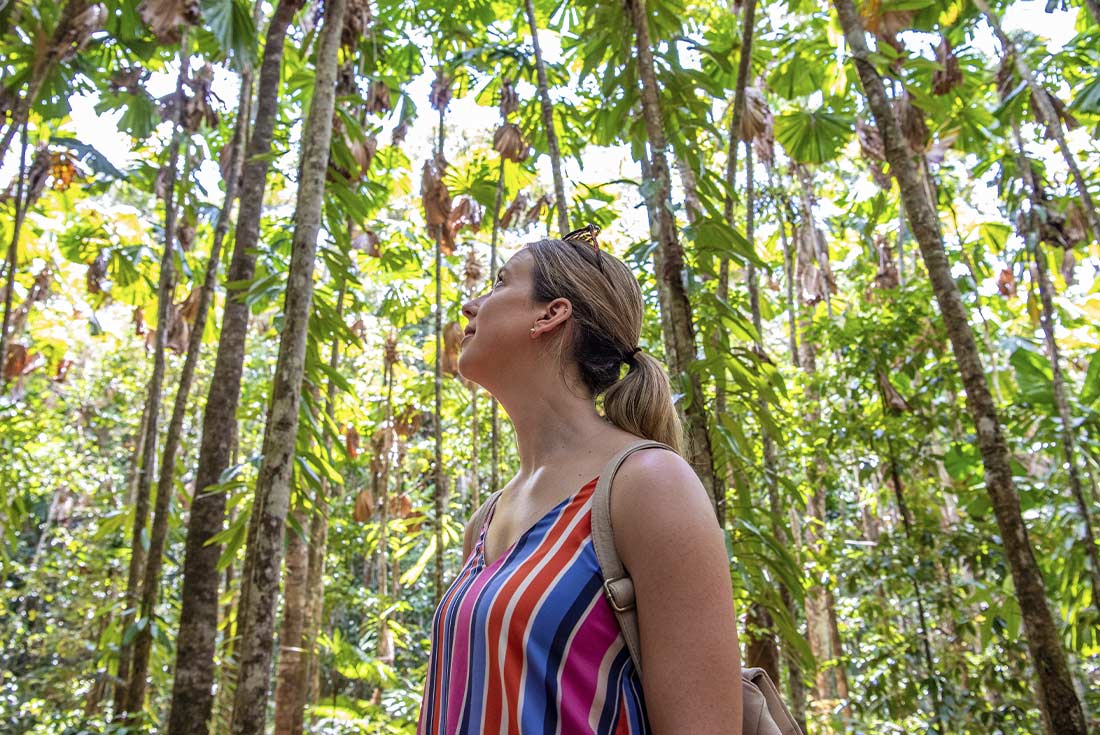 Traveller exploring in the Daintree rainforest, Queensland, Australia