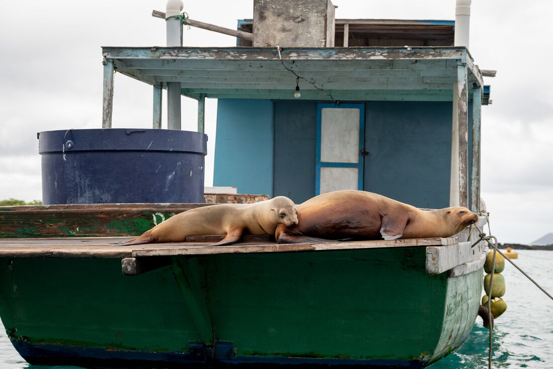 Sea lions relax on a boat off Isla Isabela