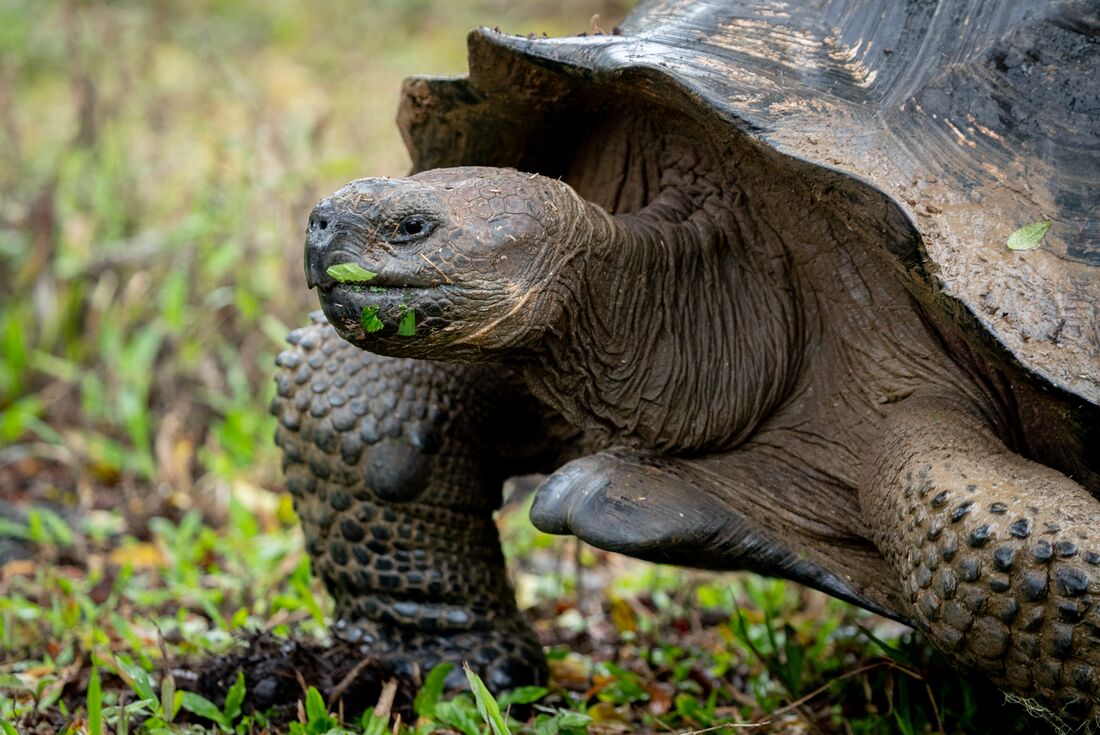 Close up of a Galapagos Giant Tortoise on Isla Santa Cruz