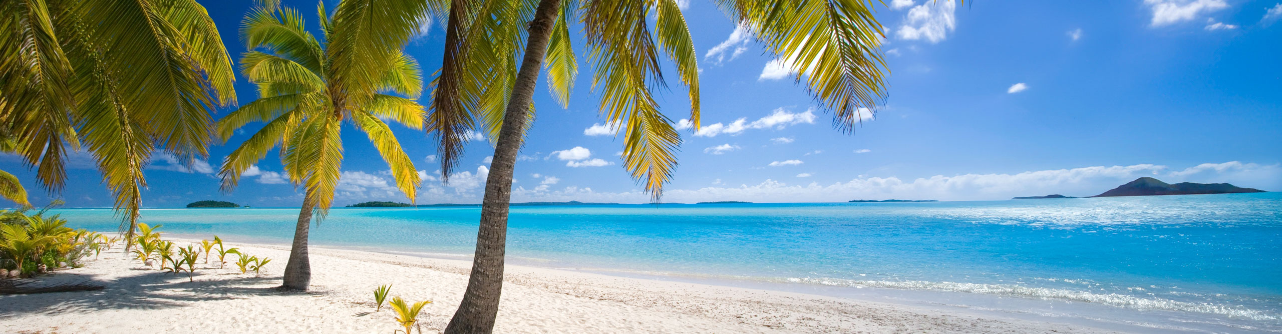 Palm tree hanging over Aitutaki beach on a clear sunny day, Cook Islands 