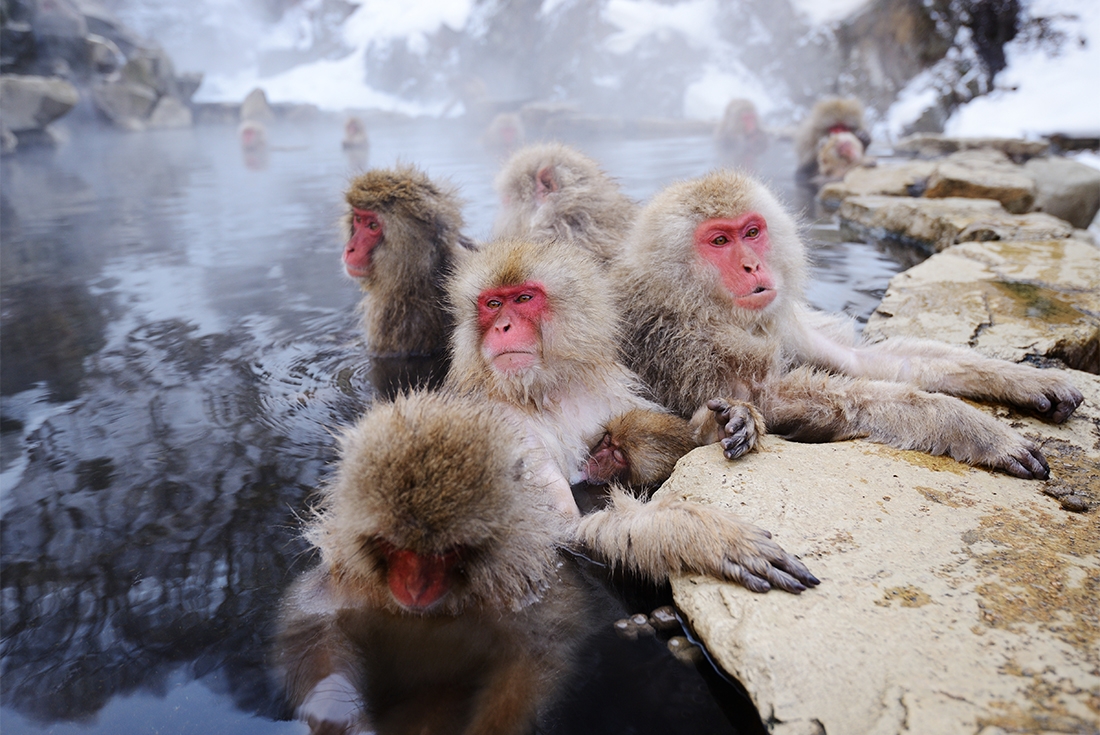 Japanese macaques relaxing in a hot spring