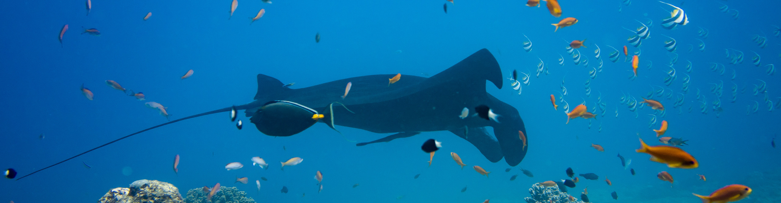 Manta Ray swimming int he blue waters in  New Caledonia