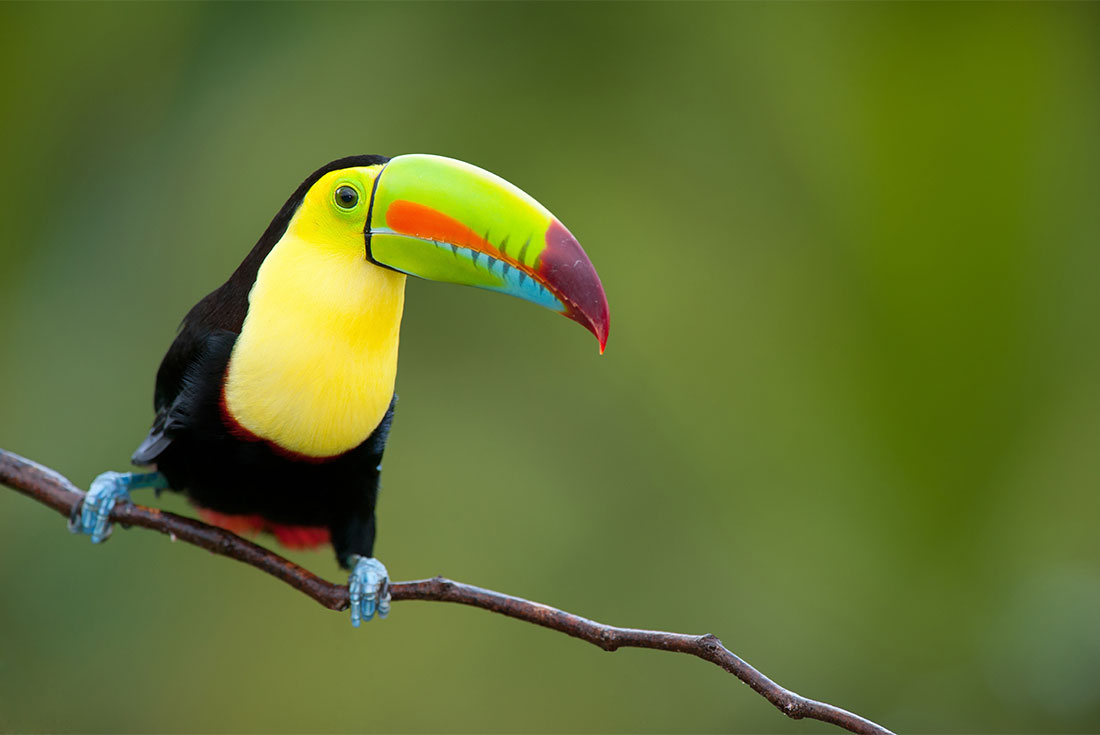 A keal-billed toucan among the rainforest canopy in Costa Rica
