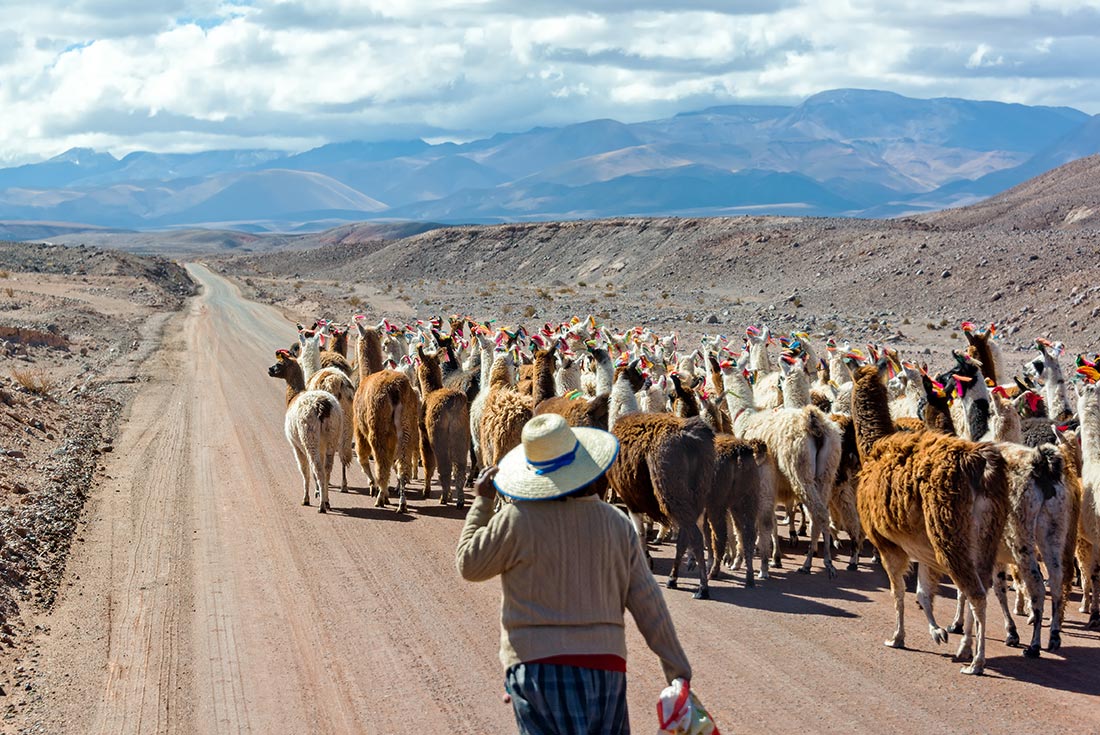 Farmer and their llamass in San Pedro de Attacama, Chile