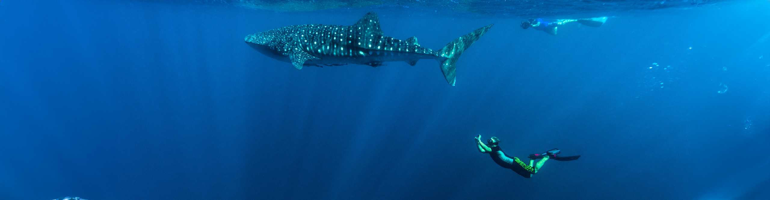 Researchers photographing a huge whale shark in the waters of Ningaloo Reef, Western Australia