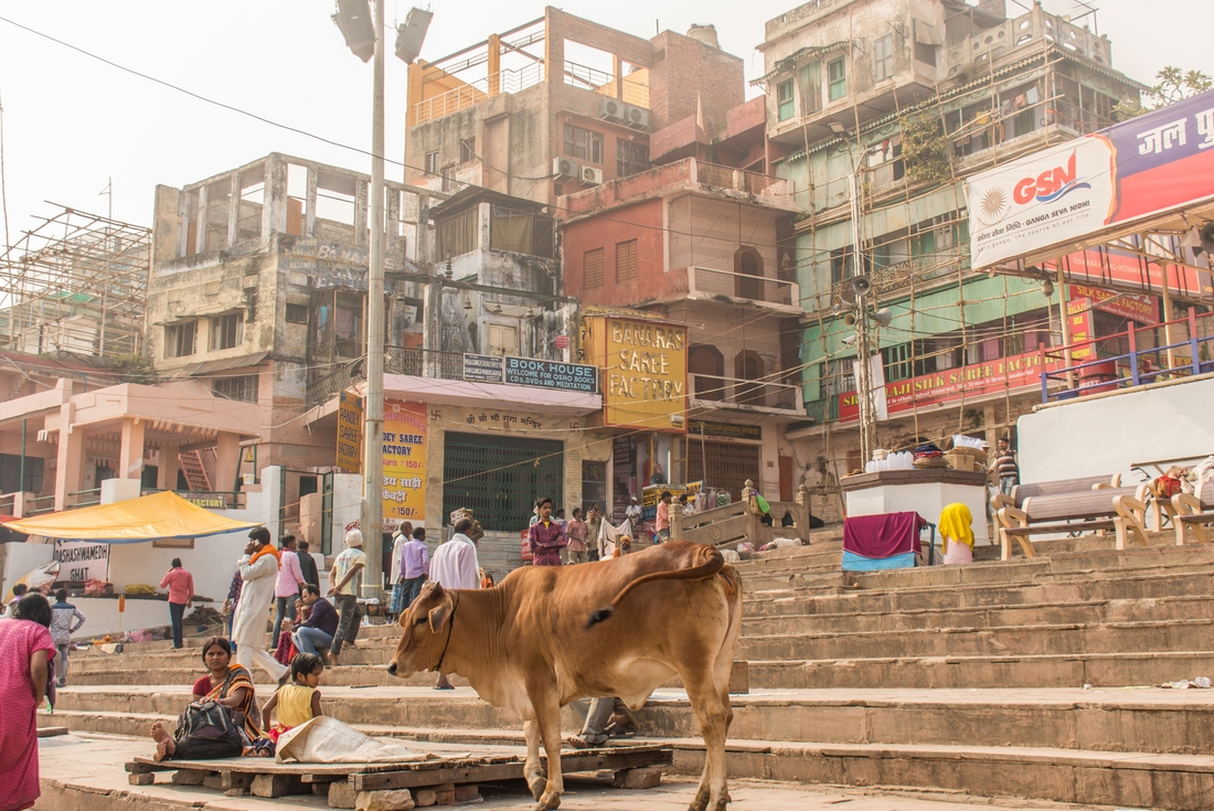 india varanasi cow on ghat