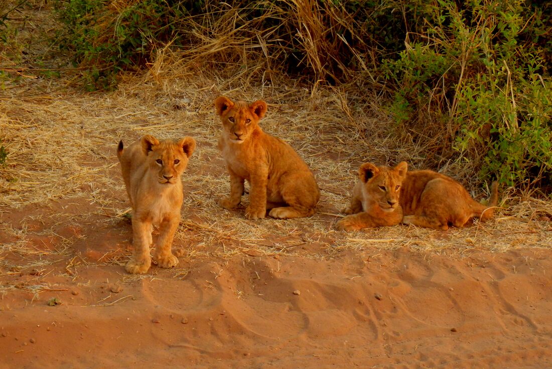 UBOO_botswana_chobe_lion-cubs-waiting
