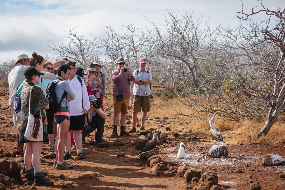 Group of Intrepid travellers with blue-footed boobies, Galapagos Islands, Ecuador