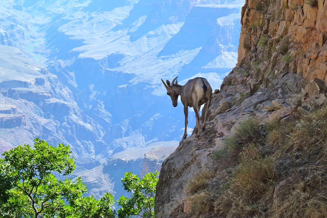 Goat climbing rocks around the Grand Canyon in Arizona, U.S.A.