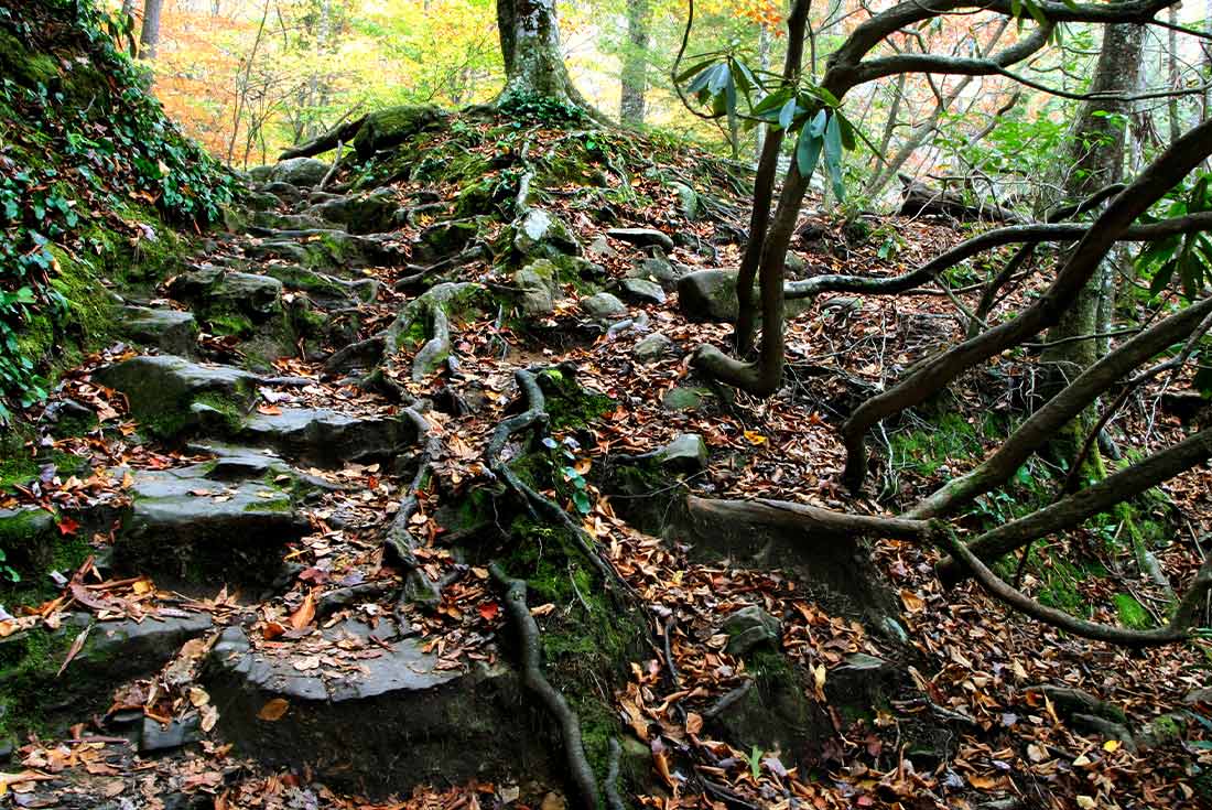 Close up of trail with vines and rocks in Great Smoky Mountains National Park, Tennessee, U.S.A.