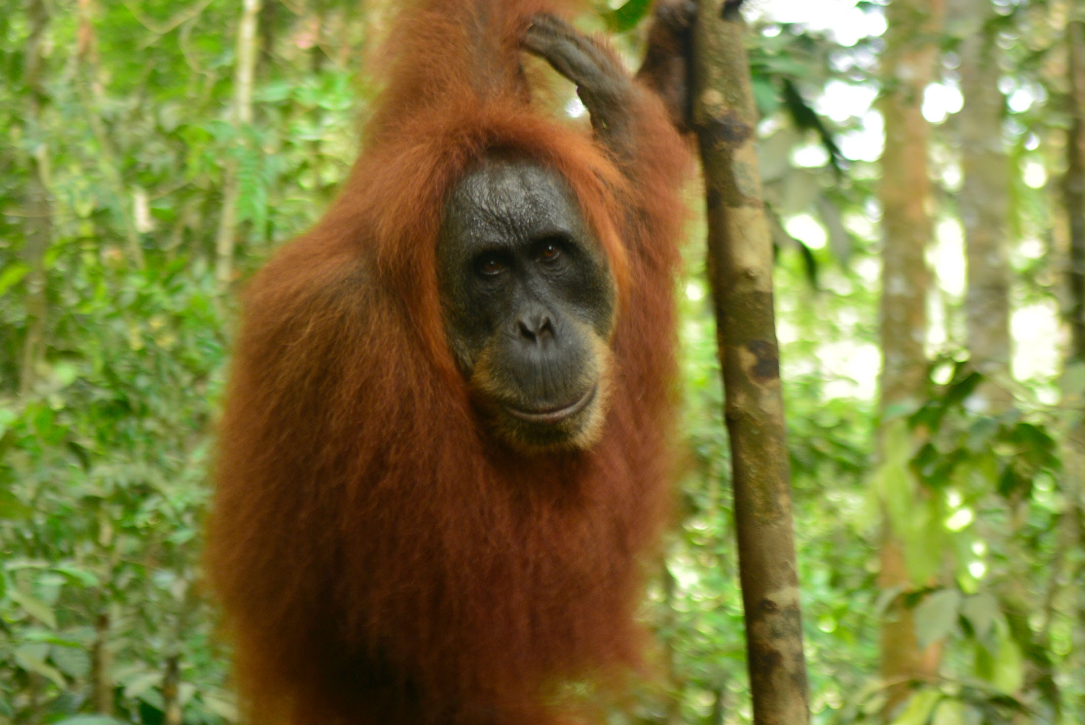 Orangutan in Gunung Leuser national park 