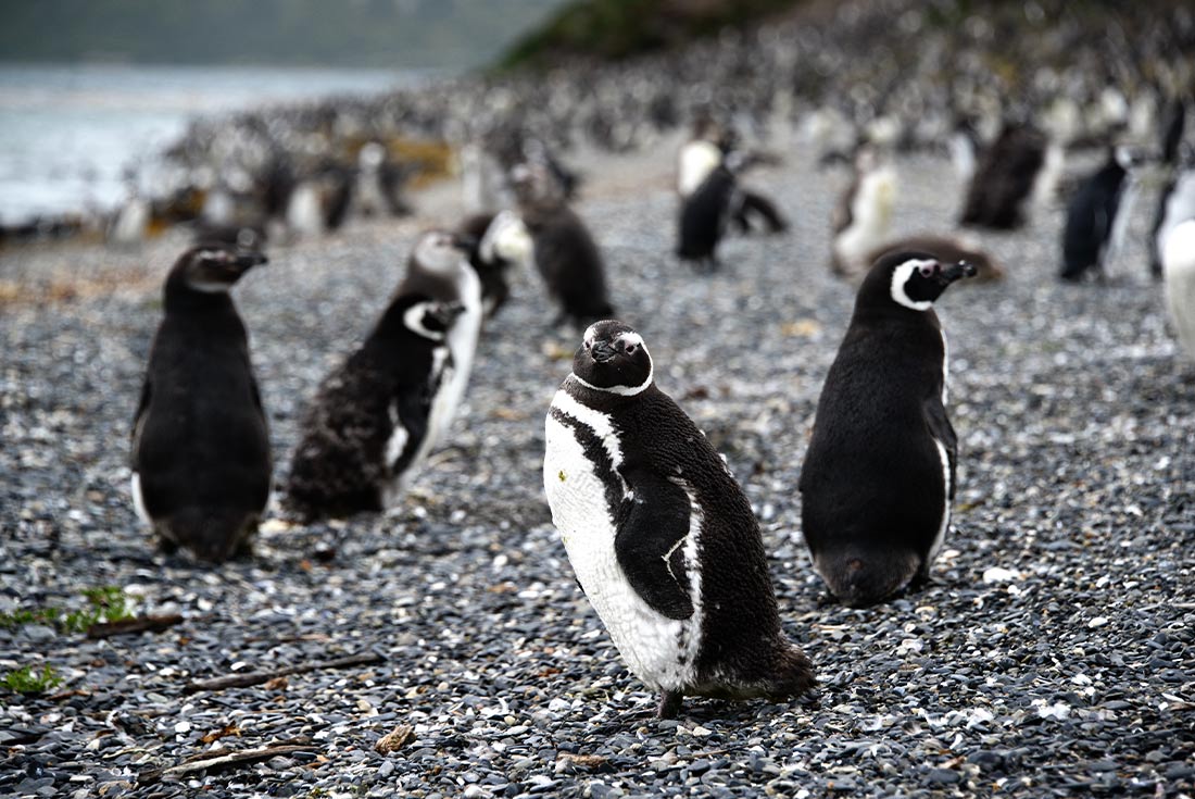 Penguins on Martillo Island, Ushuaia, Argentina