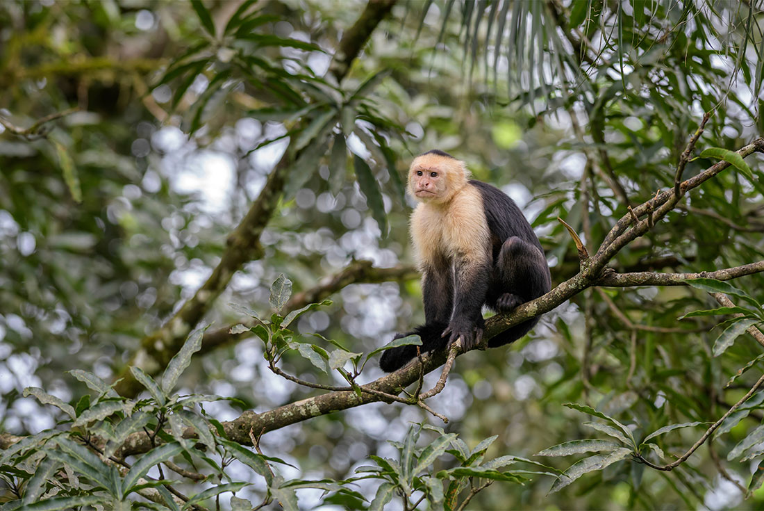 A White-faced Capuchin Monkey endemic to Cahuita National Park