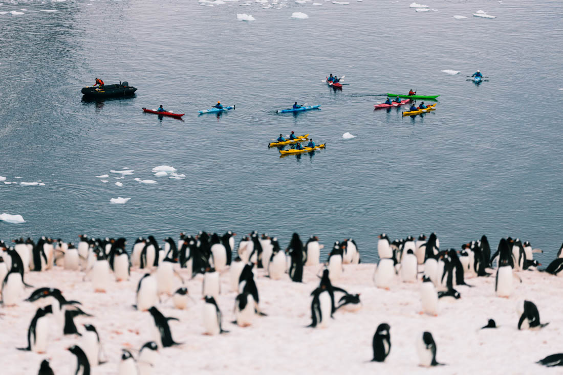 Penguins with kayakers in the background, Antarctica