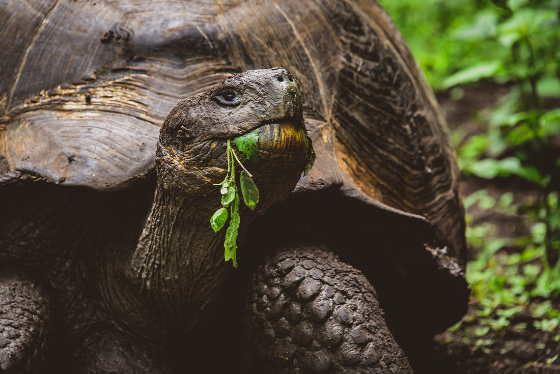 Giant tortoise (tortuga) on the Galapagos Islands