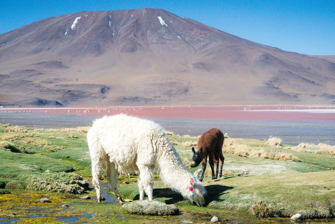 Intrepid Travel-bolivia-salar-de-uyuni-salt-flats-DSC06333