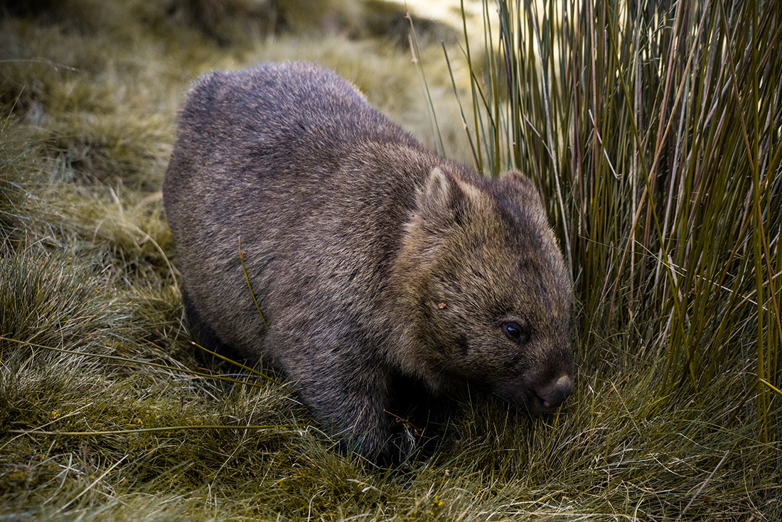 A wombat in Cradle Mountain National Park in Tasmania, Australia