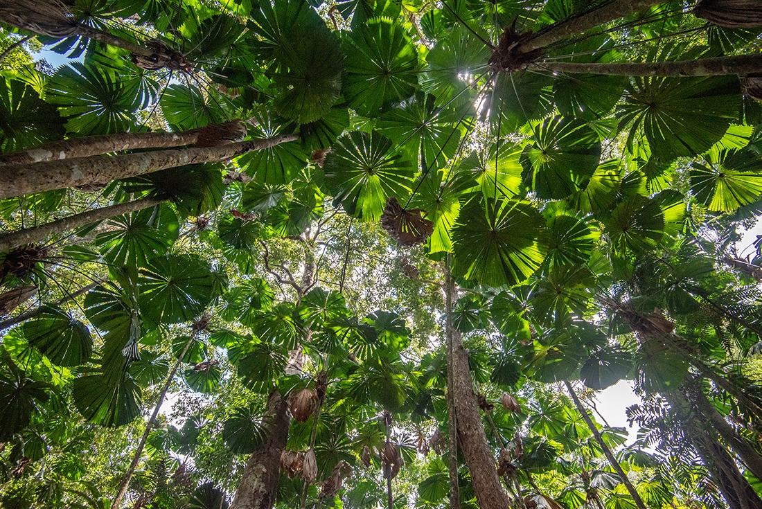 The thick canopy of the oldest rainforest on earth, The Daintree in Far North Queensland