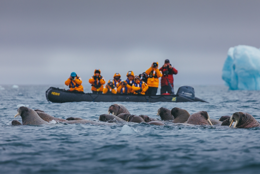 Walruses frolic in a group while a group of travellers look on from a zodiac