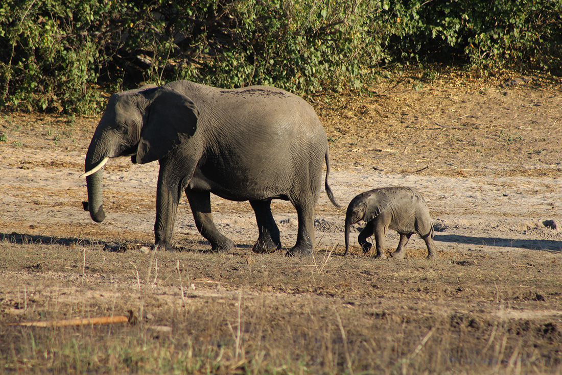 See some of the amazing range of wildlife in Chobe National Park, Botswana