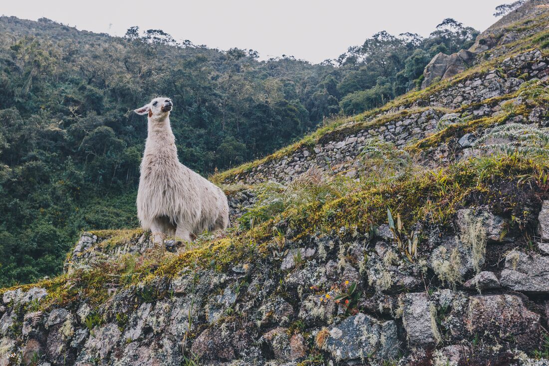 Alpaca stands on the ruins of Machu Picchu, Peru