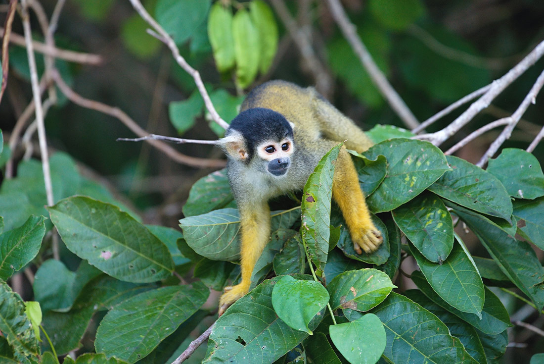 GGPP - Monkey sighting in Puerto Maldonaldo, Amazon jungle