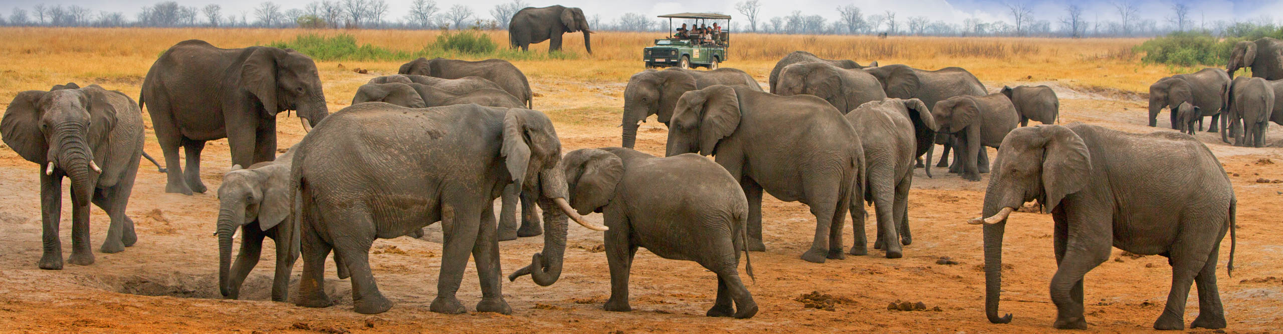 Herd of elephants on the open plains in Hwange national park with a tourist truck, Zimbabwe