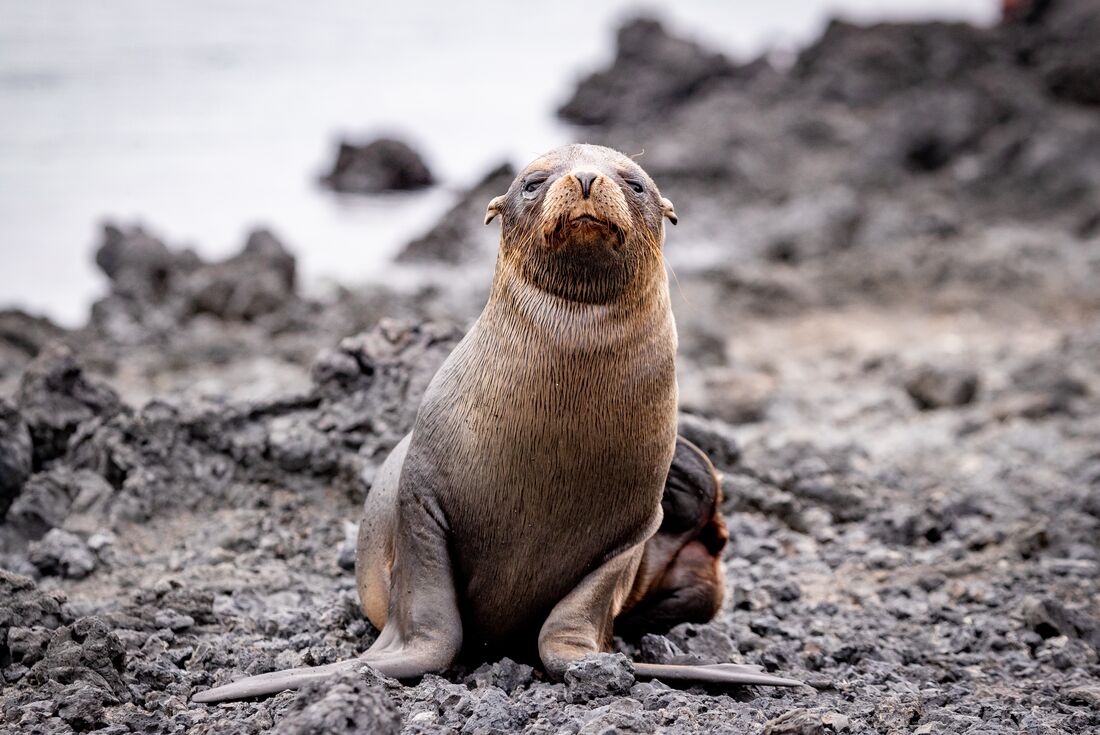 Sea Lion on rocky terrain in the Galapagos Islands 