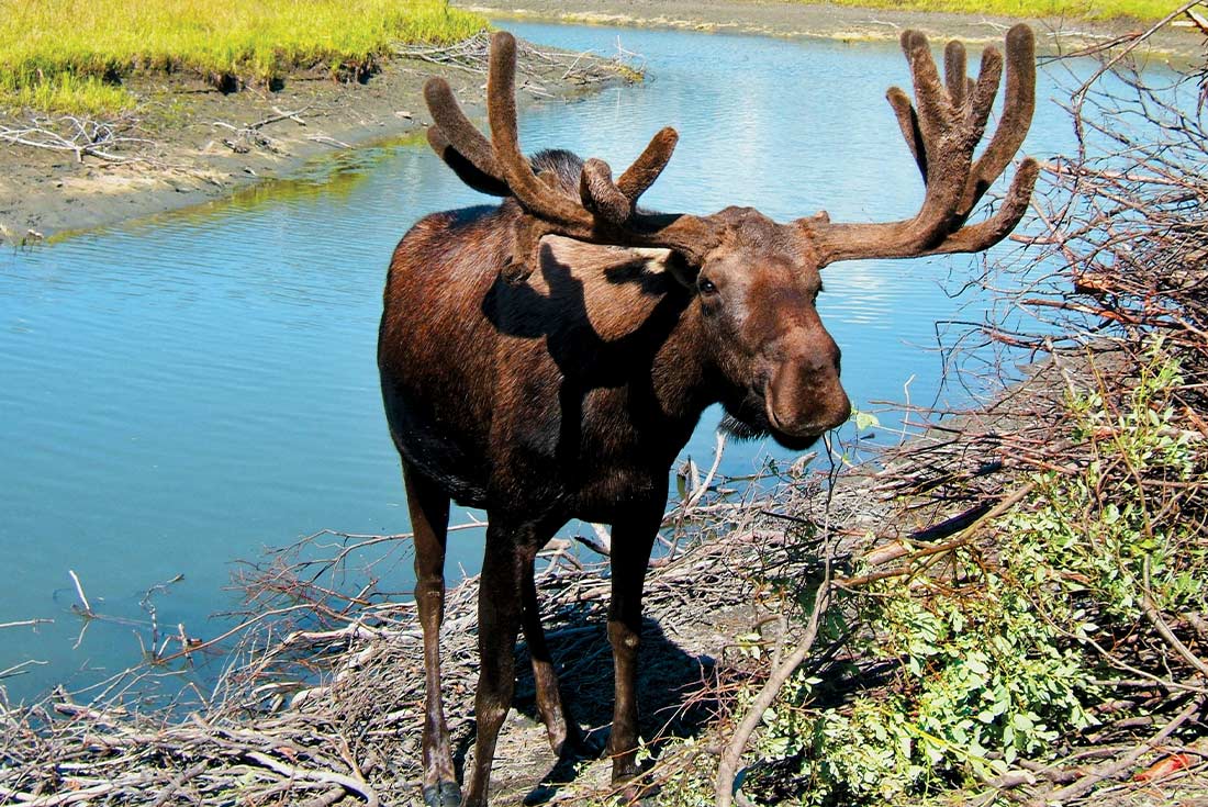 Moose in a river, Alaska, USA