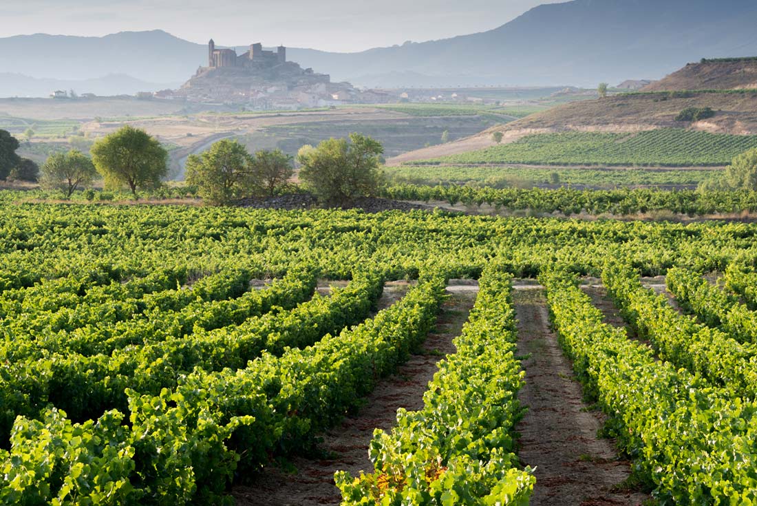Vineyard and San Vicente de la Sonsierra as background, La Rioja, Spain