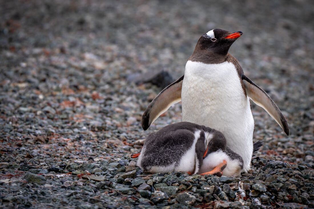 Gentoo penguin minds its fluffy chicks in Antarctica