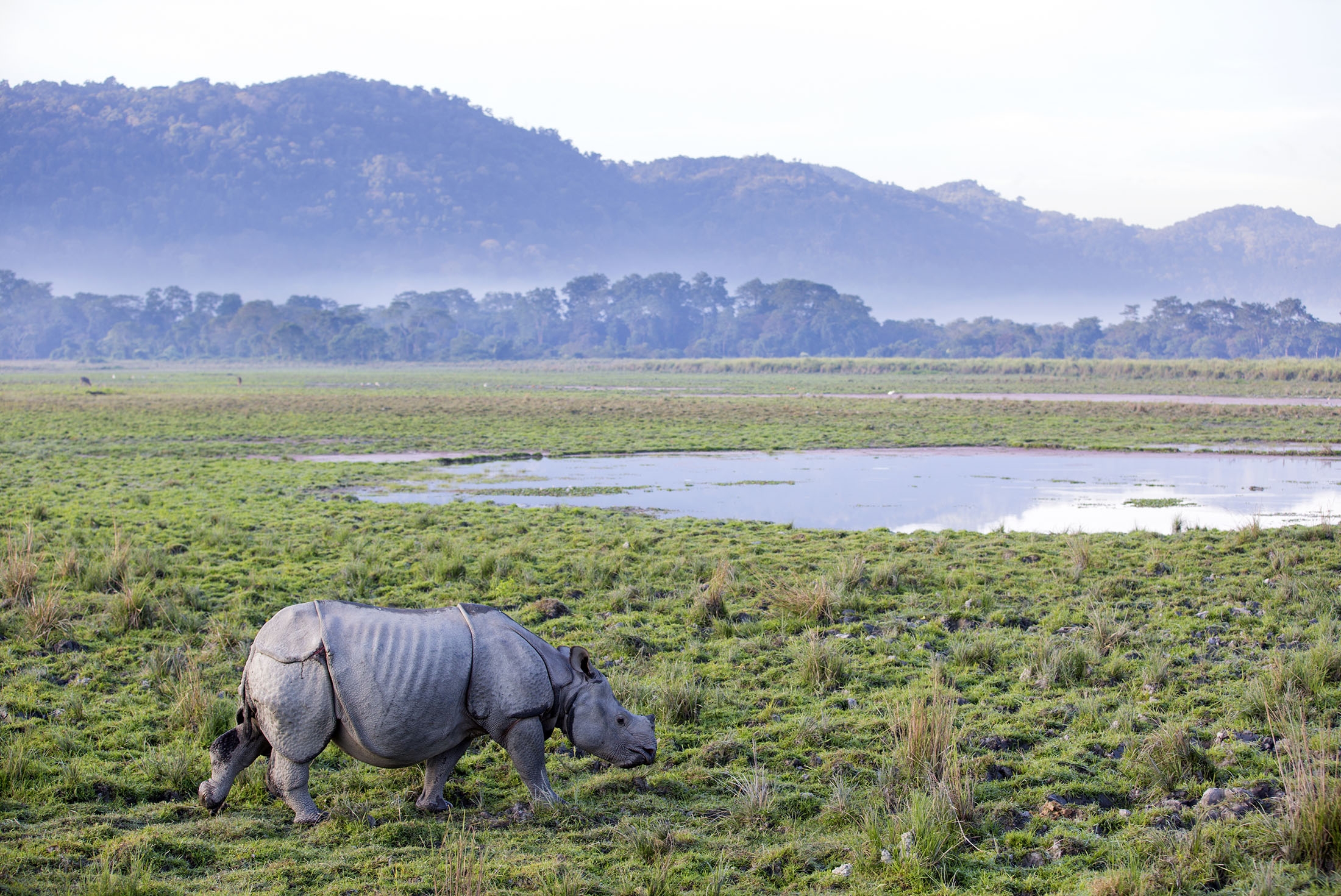 One horned rhinoceros in Kaziranga National Park - Assam, India