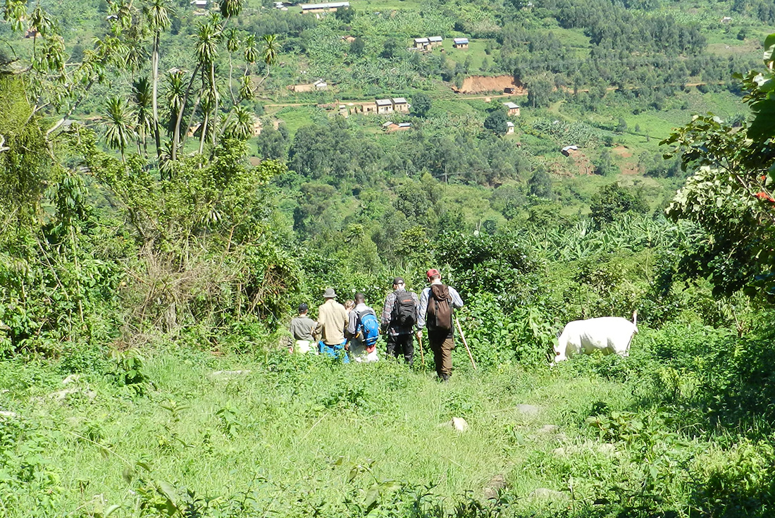 You'll have to trek through the mountain jungle to see the gorillas in their natural habitat