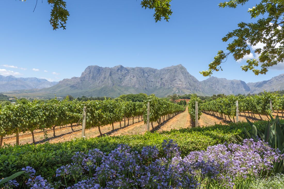 south-africa_cape-town_vineyard-mountain-flowers