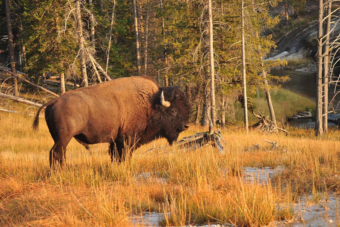 Bison roaming in Yellowstone NP, Wyoming, USA