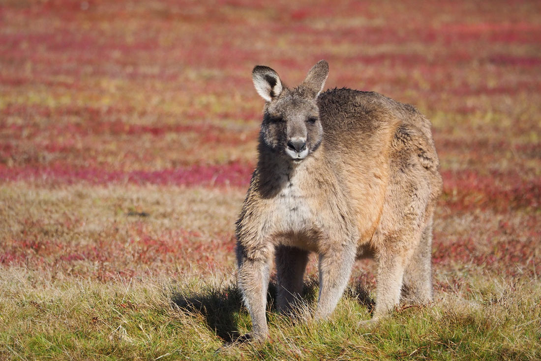Up close and personal with a Kangaroo at Narwantapu National Park