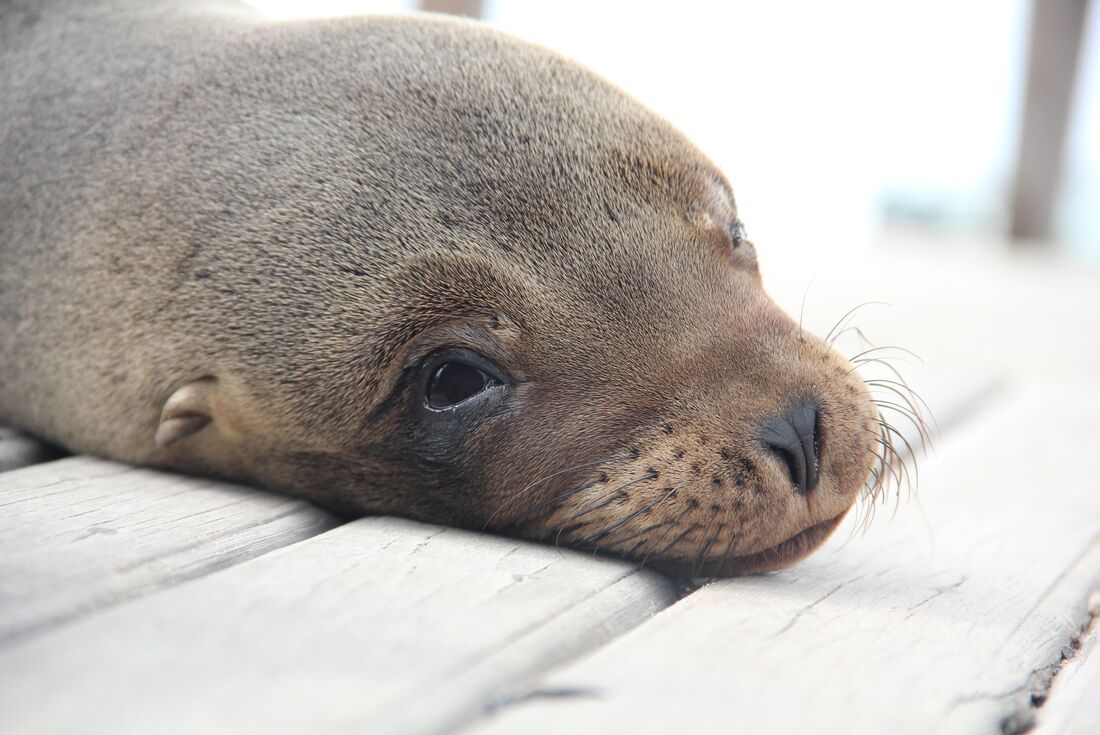 Close up of sleeping seals face in Galapagos Islands
