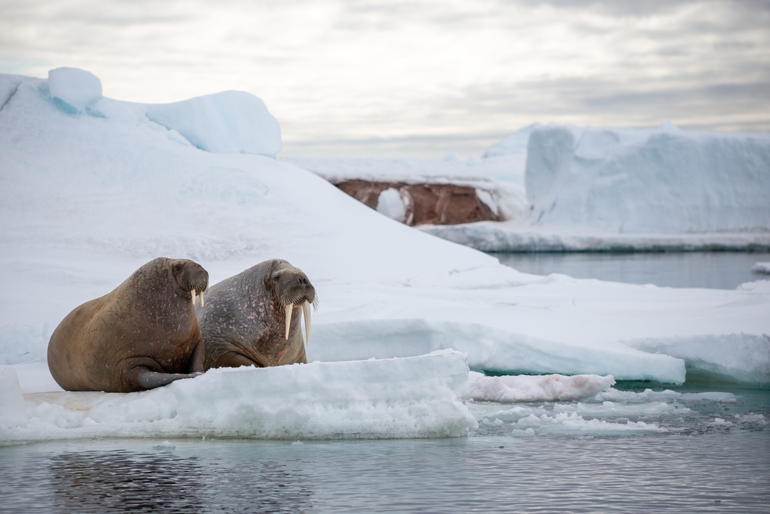 Walruses in Svalbard. 