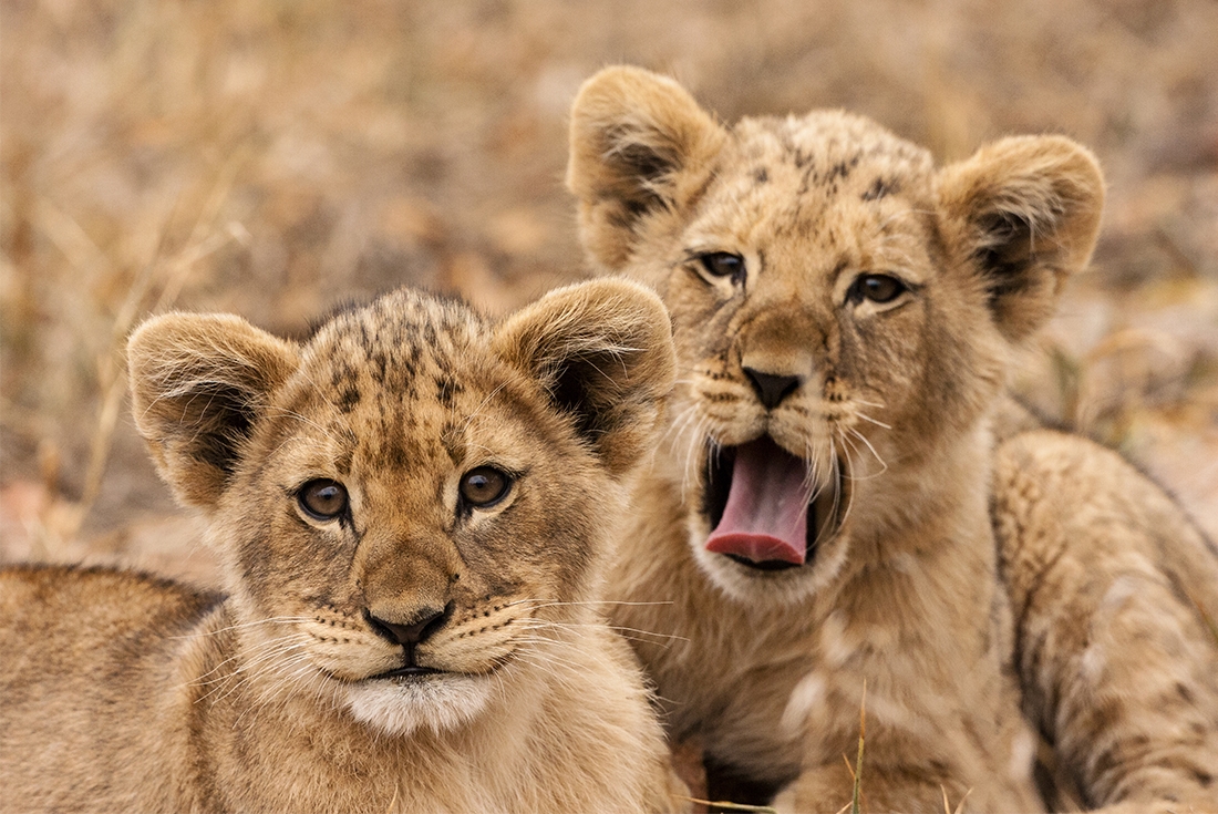 two lion cubs savannah
