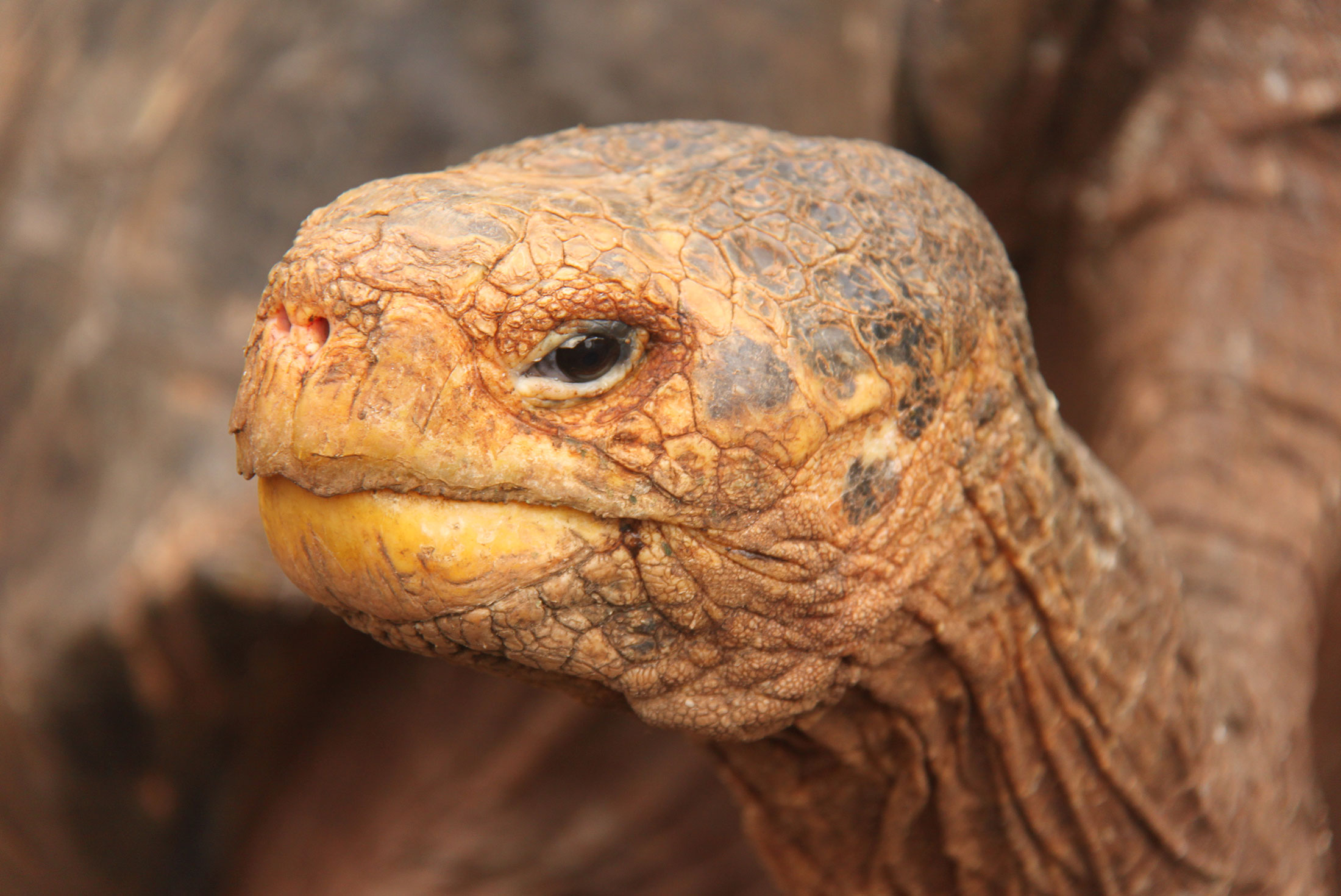 galapagos_giant-tortoise_close-up